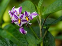 Zauberhafte kleine Blüten in violett und gelb der Pepino